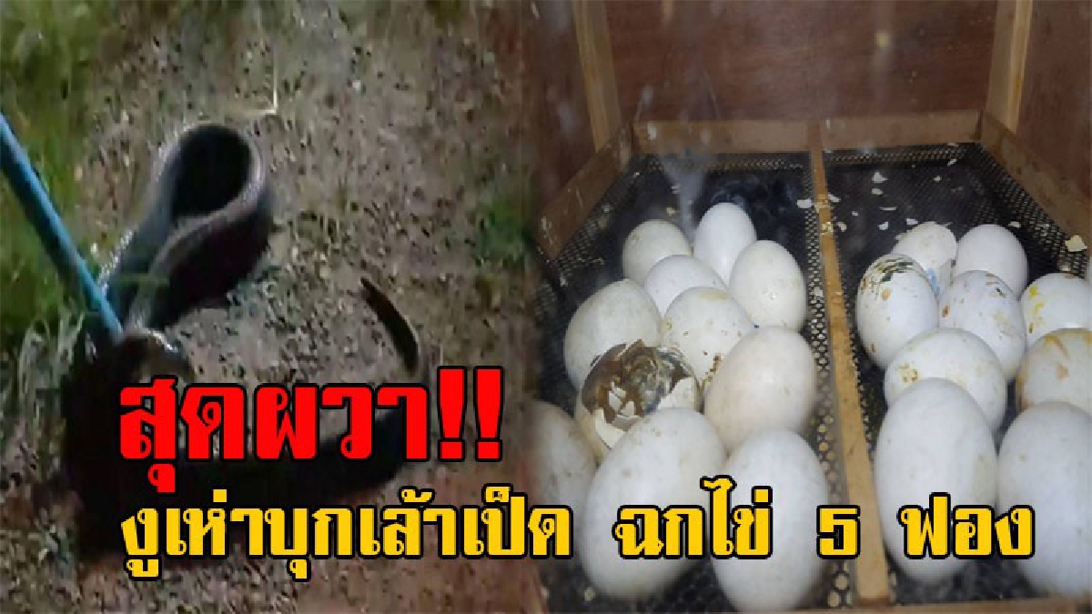 สุดผวา!!งูเห่าจอมตะกละ บุกเล้าเปิด ฟาดไข่ไป 5 ฟอง เจ้าของแจ้งกู้ภัยรีบเอาหนีด่วน