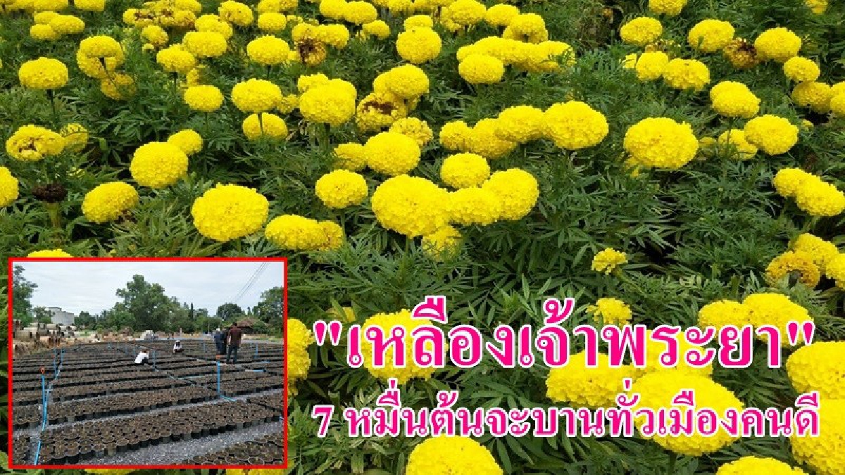 สุราษฎร์ฯ เพาะดอกดาวเรืองกว่า 7 หมื่นต้น เดือนตุลาคม จะเหลืองสะพรั่งทั่วเมือง ประดับในพิธีถวายพระเพลิงพระบรมศพในหลวงรัชกาลที่๙ (มีคลิป)