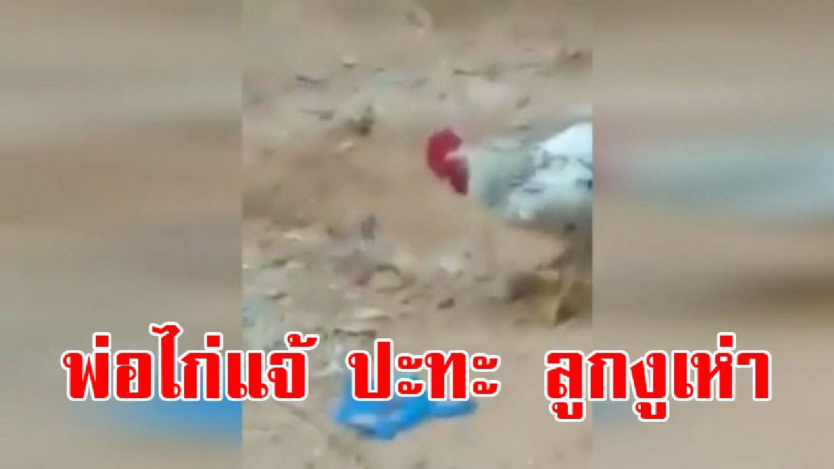 เปิดคลิปสุดมันส์!! สุดยอดพ่อไก่แจ้ ปะทะลูกงูเห่า สู้ยิบตาจิกกัดลูกงูเห่า สุดท้ายลูกงูเห่าเป็นเหยื่ออันโอชะ (ชมคลิป)