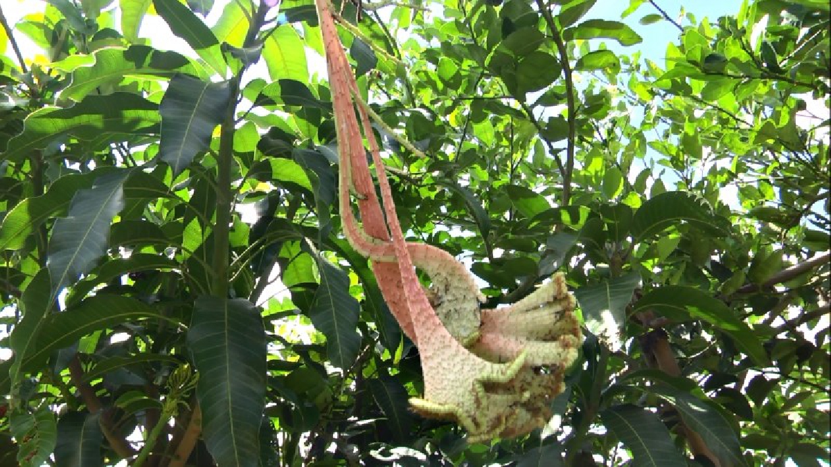 งง เด๊ะๆ!! อธิการบดี มทร.สุวรรณภูมิ เดินตรวจต้นมะม่วง หลังบ้านพัก ถึงกับ งง มีช่อดอกคล้ายหงอนพญานาค (ชมคลิป)