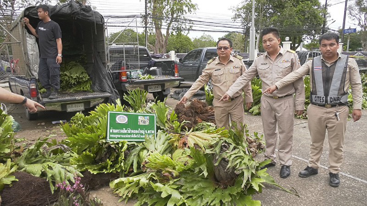 ตร.ตราด บุกจับพืชหวงห้ามกว่า 600 ต้น ลักลอบเข้าประเทศ พร้อมดำเนินคดีพร้อมผู้ครอบครอง 5 คน