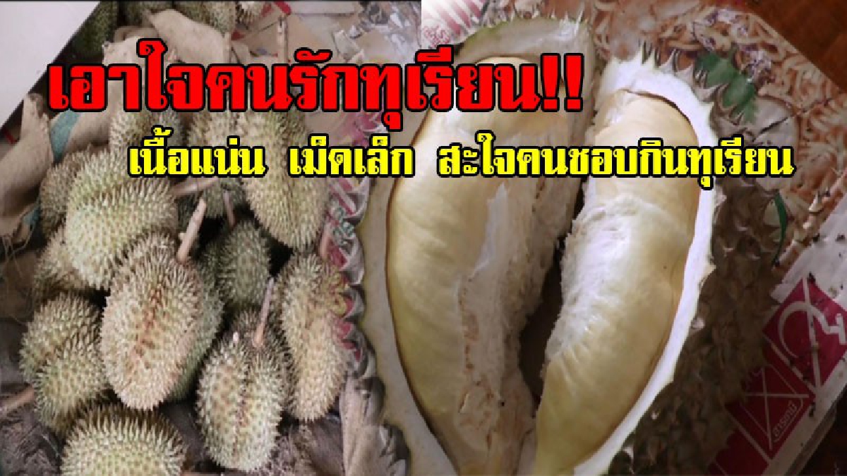รีบสั่งด่วน!! สวนทุเรียนบ้านทุ่งส้าน ขายทุเรียนออนไลน์ สร้างทางเลือกใหม่ให้แก่ผู้บริโภค งัดจุดเด่น เนื้อแน่น เม็ดเล็ก บอกเลยต้องลอง!? (คลิป)