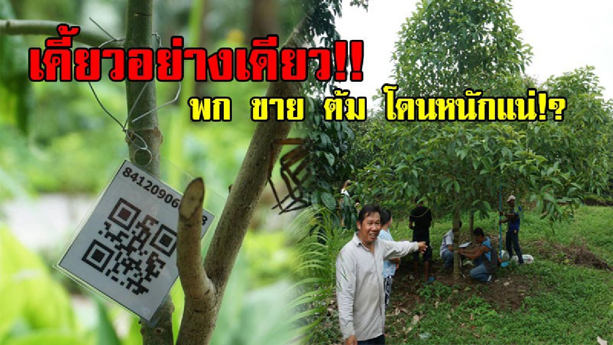 เคี้ยวอย่างเดียว!! ปปส.ลุยตรวจต้นกระท่อม 1,200 ต้น นำร่องวิจัย เป็นยาจริงหรือไม่ ติดบาร์โค้ดทุกต้น ย้ำห้ามพกพา ขาย แปรรูปเด็ดขาด(ชมคลิป)