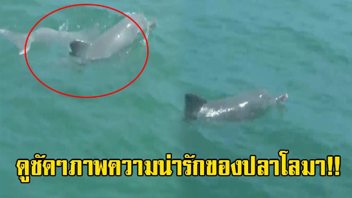 เปิดคลิปภาพสุดน่ารัก!? สุดฮือฮา พบฝูงโลมาปากขวด โผล่เล่นน้ำในอ่าวไร่เล สร้างความประทับใจให้กับผู้ที่พบเห็น และถือเป็นภาพที่หาดูได้่ยากมาก!?