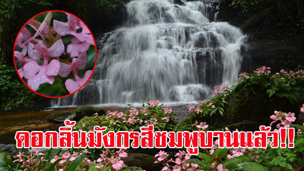 ดื่มด่ำกับธรรมชาติ!! เหล่านักผจญภัยนิยม มาเดินผ่าฝ่าดงทาก เข้าชมความงามของ "ดอกลิ้นมังกรสีชมพู" ที่บานสะพรั่งบนโขดหินหน้าน้ำตกหมันแดง!?
