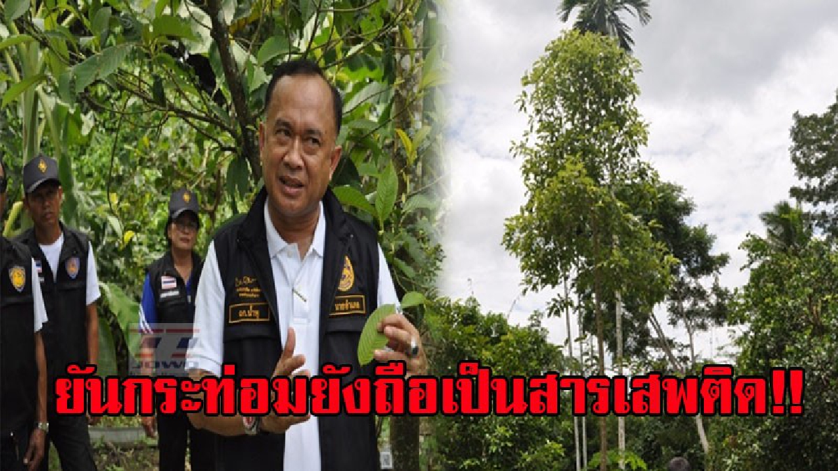 ชี้แจง!? นายอำเภอบ้านนาสาร ยันไม่สามารถปลูกใหม่หรือครอบต้นกระท่อมได้เพราะกระท่อมยังถือเป็นยาเสพติด ยกเว้นพื้นที่วิจัย 6 หมู่บ้าน (ชมคลิป)
