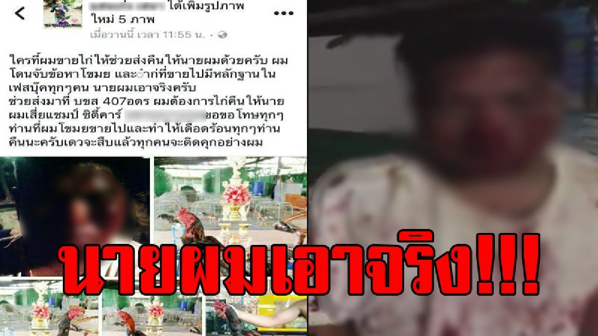 นายผมเอาจริง!!! เจ้าของฟาร์มไก่สุดโหด จับได้ว่าลูกน้องขโมยไก่ชนไปขาย โพสต์ภาพใบหน้าท่วมเลือดและคลิป ขู่คนที่รับซื้อไก่ไปให้เอามาคืน (มีคลิป)