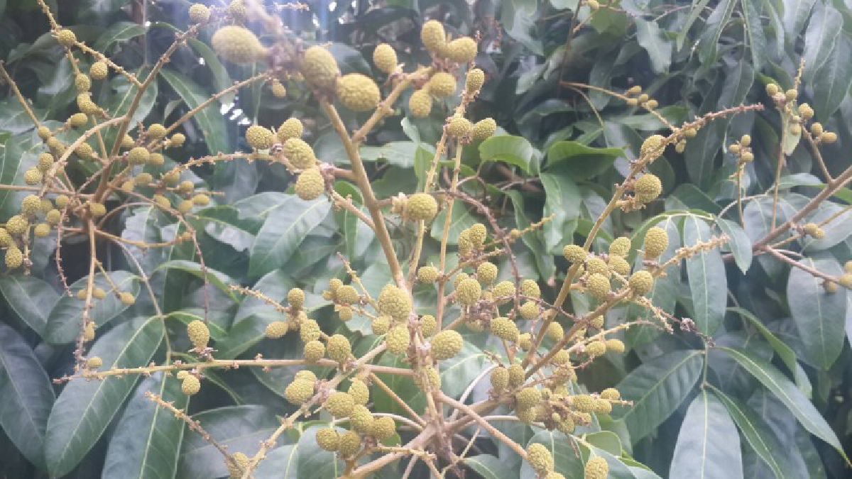 พอเพียงเท่ากับยั่งยืน!! &ldquo;9101 ตามรอยเท้าพ่อฯ&rdquo; โครงการดีของรัฐ ช่วยสร้างความมั่นคง มั่งคั่งและยั่งยืน ให้แก่ชาวสวนลำไยนอกฤดูที่แม่ทา (ชมคลิป)