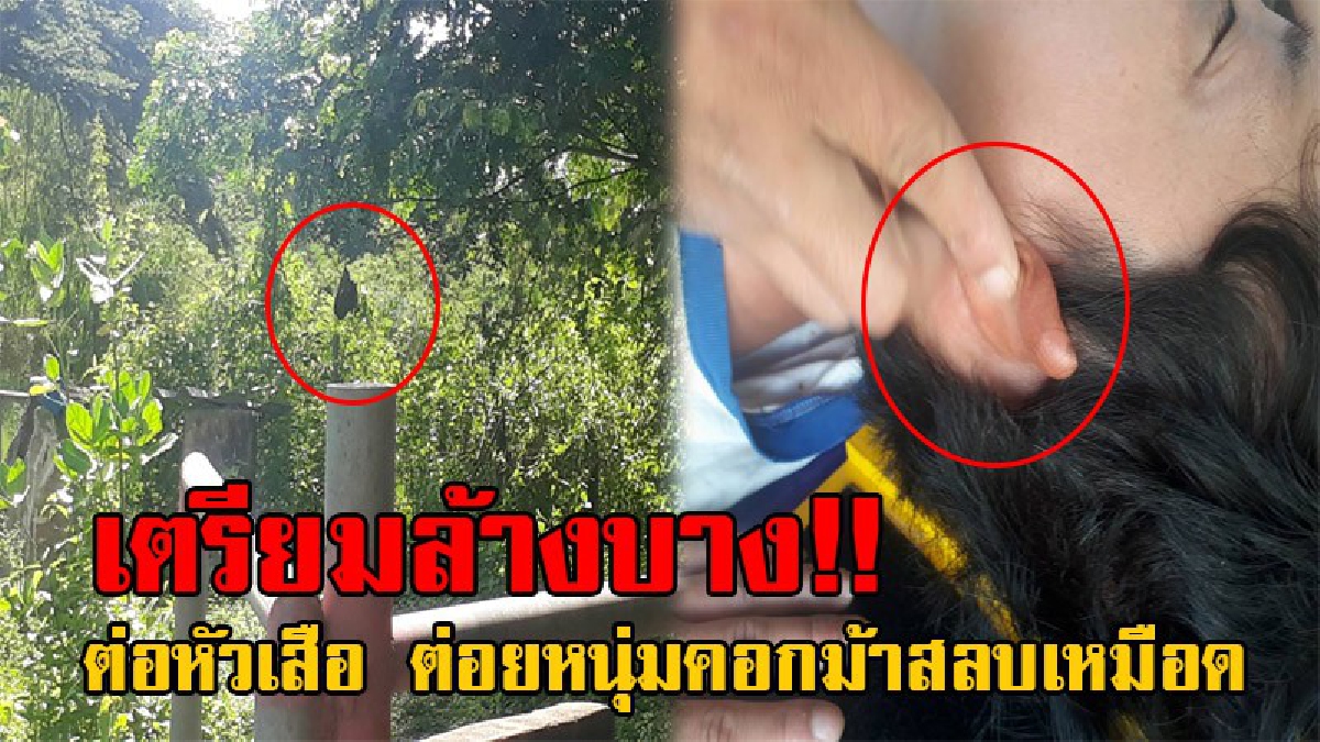 สุดอันตราย พิษร้ายเกินตัว!? ต่อหัวเสือ รุมต่อยหนุ่มเลี้ยงม้า จนสลบเหมือด เจ้าของฟาร์มม้า สั่งล้างบางด่วน!! (มีคลิป)
