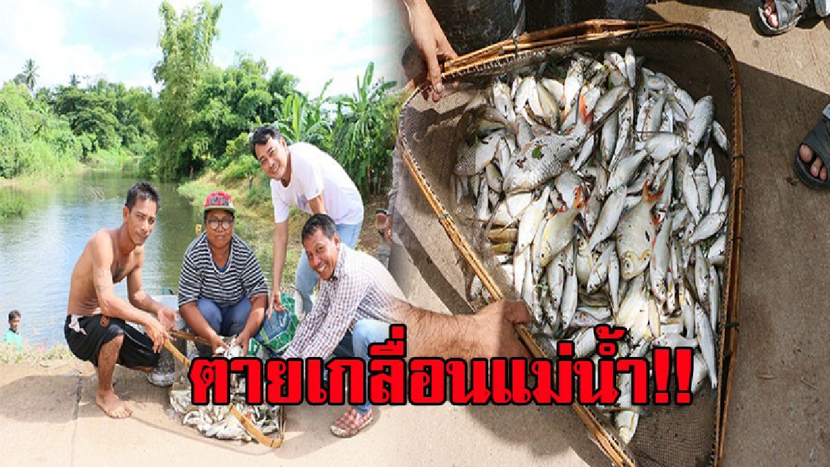 ตะลึงกันทั้งบาง!! ชาวบ้านแห่หาปลา กลับต้องช็อกตาตั้งพบ "ปลาตาย" ลอยเกลื่อนแม่น้ำพิจิตรเก่า วอน ทสจ.หาต้นเหตุและแก้ไขด่วน!? (ชมคลิป)