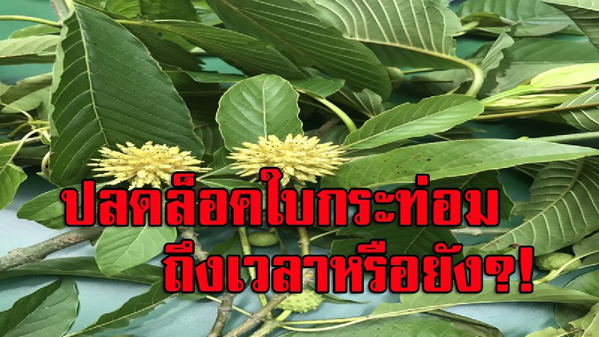 แพทย์แผนไทยชี้"ได้เวลาปลดล็อค"!! “กระท่อม”ยาขยันพื้นบ้าน ออกจากบัญชียาเสพติดประเภท 5 ชี้อนาคตอาจมีเครื่องดื่มกระท่อม (มีคลิป)