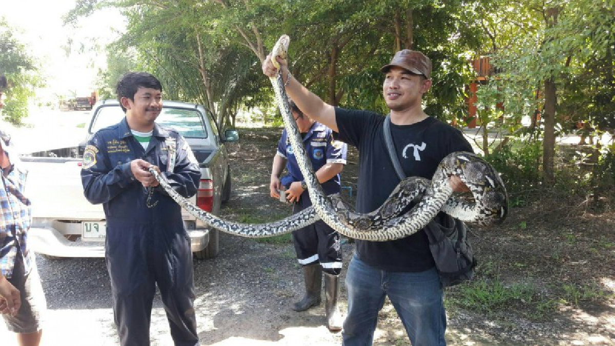 กู้ภัยอ่างทองออกล่างูเหลือมยักษ์ หลังกัดแม่เฒ่าเจ็บขณะตัดใบมะกรูดในสวน เผยนาทีระทึก..ขอสู้สุดชีวิต (มีคลิป)