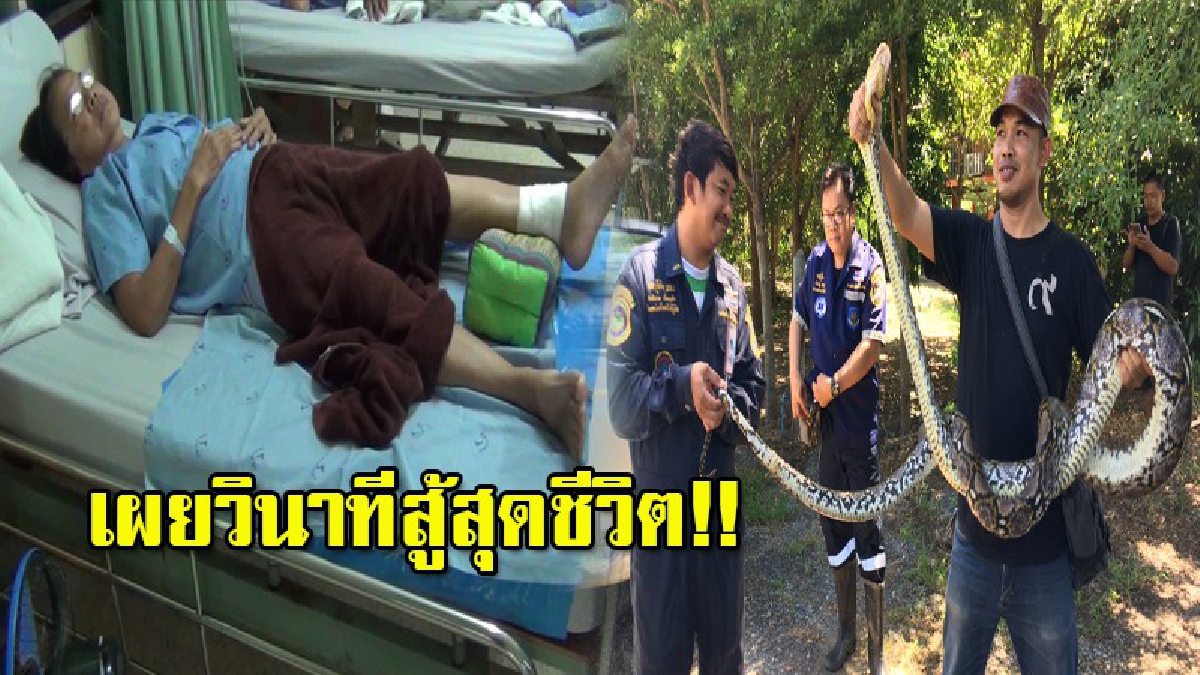 สุดระทึก!! กอด รัด กัดฟันสู้..ดิ้นสุดชีวิต รอดตายหวุดหวิด งูเหลือมขนาด 20 กิโลกรัม ฉกขาป้าวัย 65 รัดแน่นหวังเขมือบ (มีคลิป)