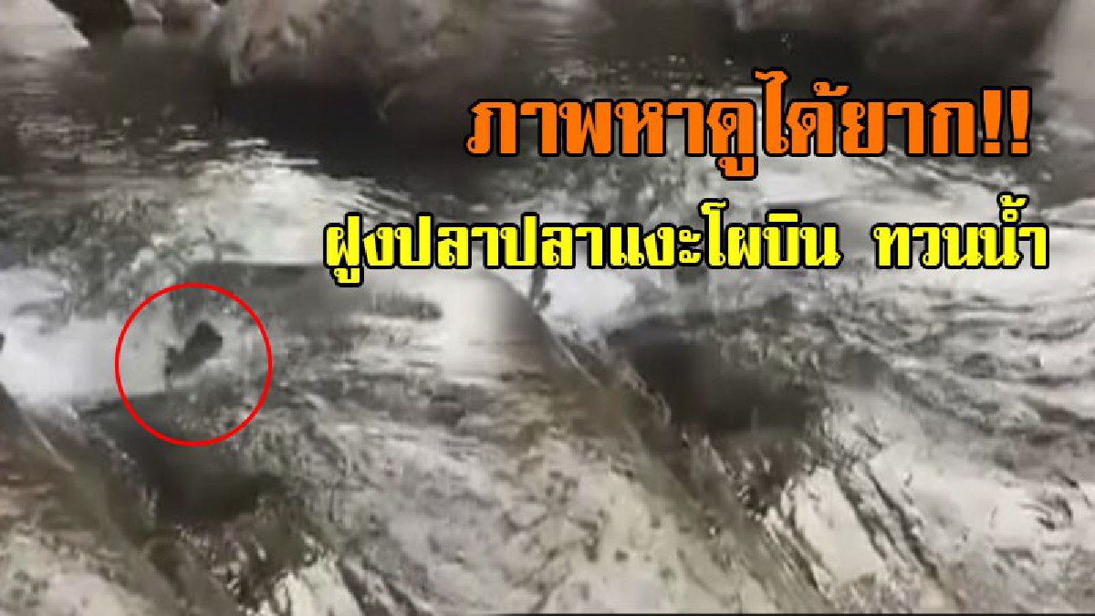 เปิดคลิปหาดูยาก!! สุดอเมซิ่ง "ปลาแงะโผบิน ทวนน้ำ" สร้างความประทับใจจนต้องส่งต่อ ชาวเน็ตแชร์กระจาย ถือเป็นสิ่งอัศจรรย์ที่หาดูยาก!? (ชมคลิป)