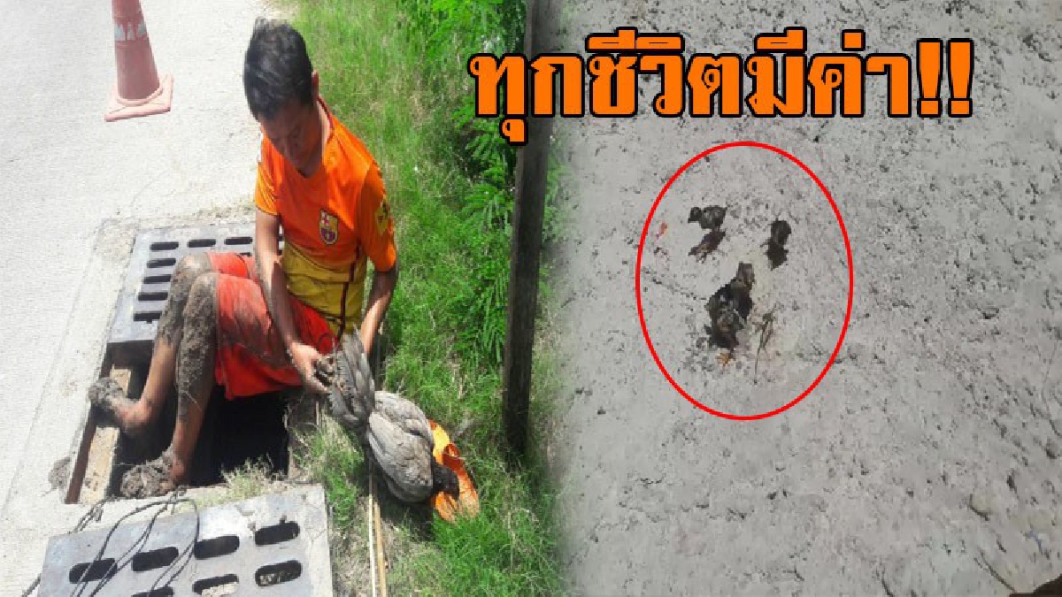 โชคดีที่มีคนช่วย!? ลูกเจี๊ยบแสนซน 5 ตัว พลาดท่าตกท่อระบายน้ำริมถนน เจ้าหน้าที่เมืองพัทยารุดช่วยเหลือเกือบ 3 ชม.กว่าจะสำเร็จ!? (ชมคลิป)