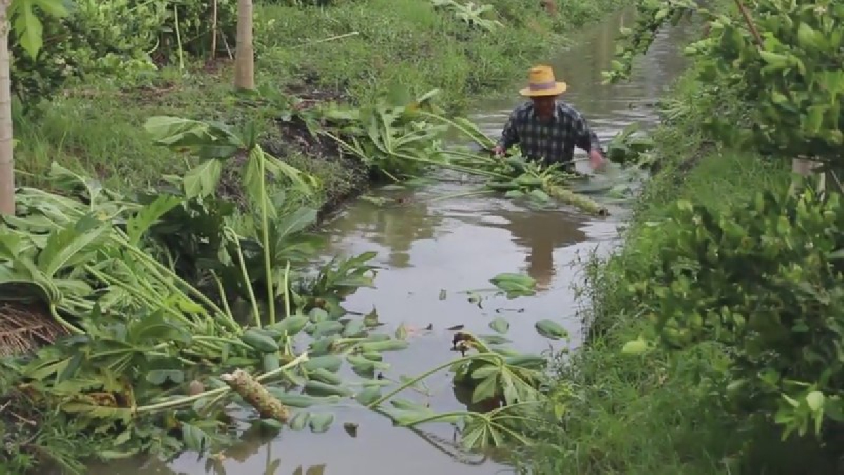 ดำเนินสะดวกอ่วม!! พิษพายุเล่นงาน พัดบ้านพังหลายหลัง มะละกอ-มะนาวหักโค่นเกือบพันต้น (มีคลิป)