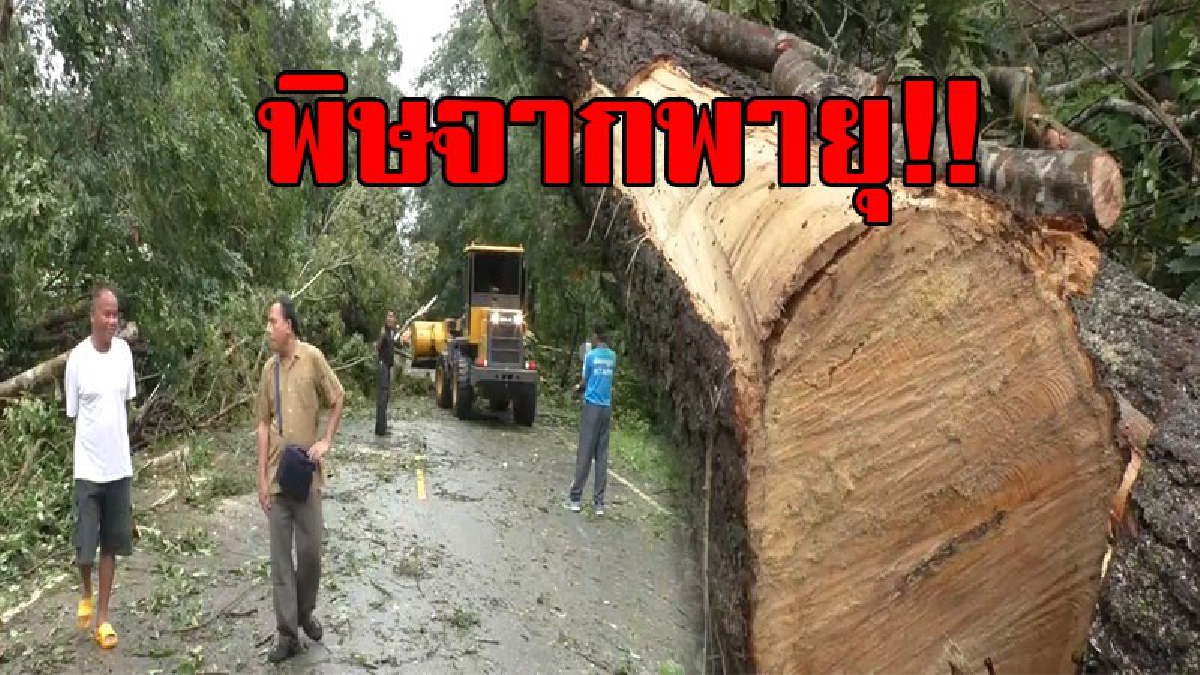 มาตามนัด!? อิทธิพล "พายุฮาโตะ" ส่งฝนตกหนักทั้งคืน ต้นไม้ใหญ่หักโค่นขวางถนน เร่งลงมือแก้ไข พร้อมประกาศเตือน ปชช.ให้เฝ้าระวัง!? (ชมคลิป)