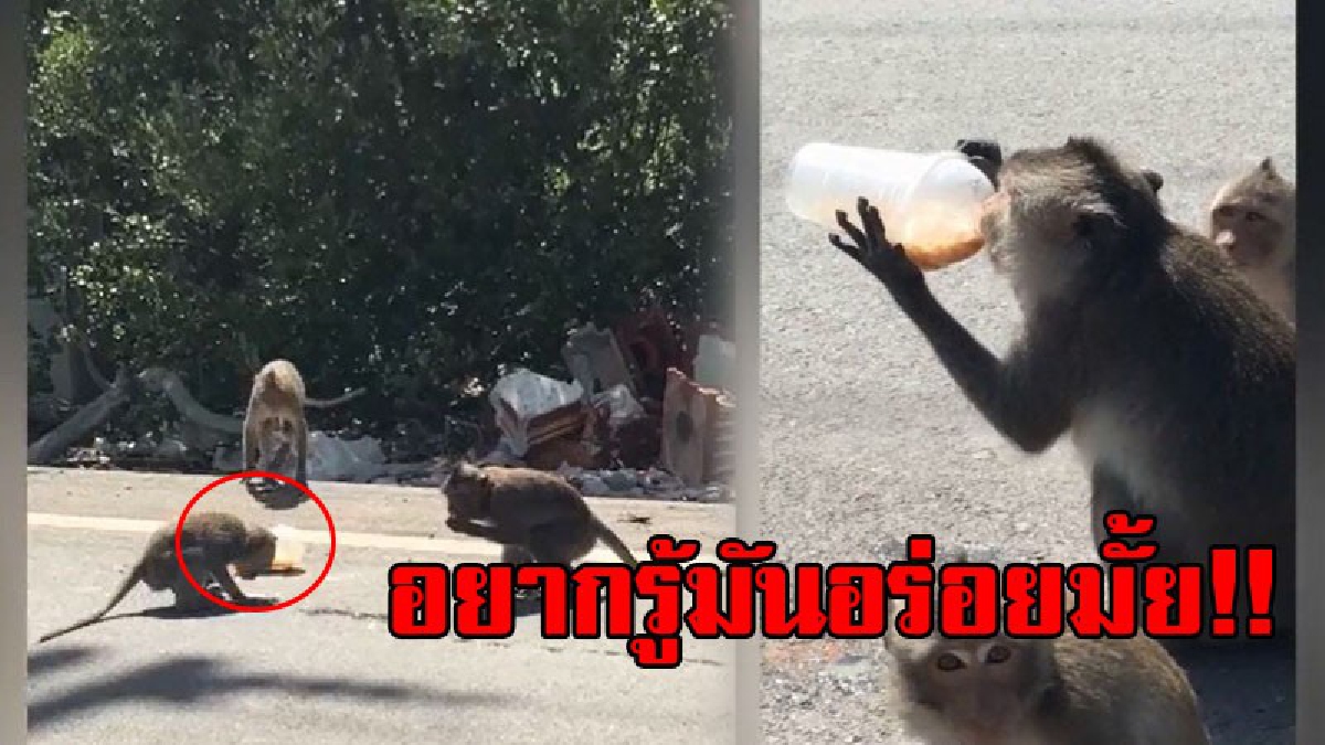 เปิดภาพความน่ารัก!? มาดูกันชัดๆความน่ารักของลิงแสมดอนหอยหลอด หยิบเอาแก้วกาแฟสดไปกิน หน้าตาฟินสุดๆ!? (ชมคลิป)