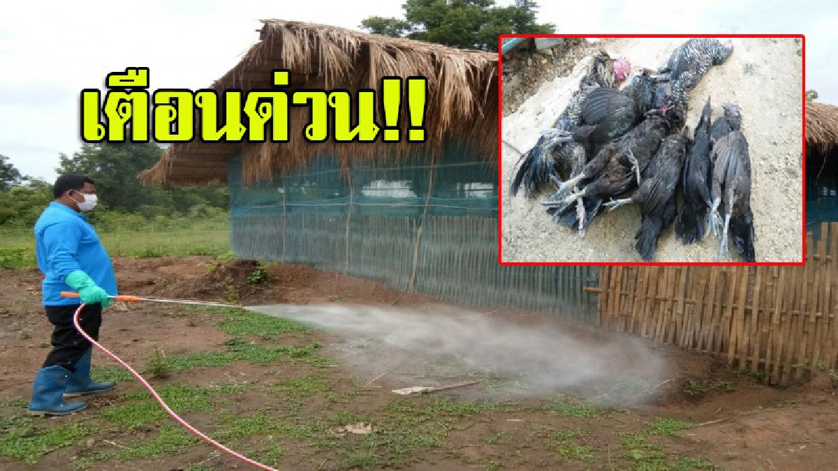 สัญญาณอันตราย!! ไก่ตายนับหมื่นตัว "เตือนรีบเผาหรือฝังเท่านั้น" ห้ามรับประทานเด็ดขาด (มีคลิป)