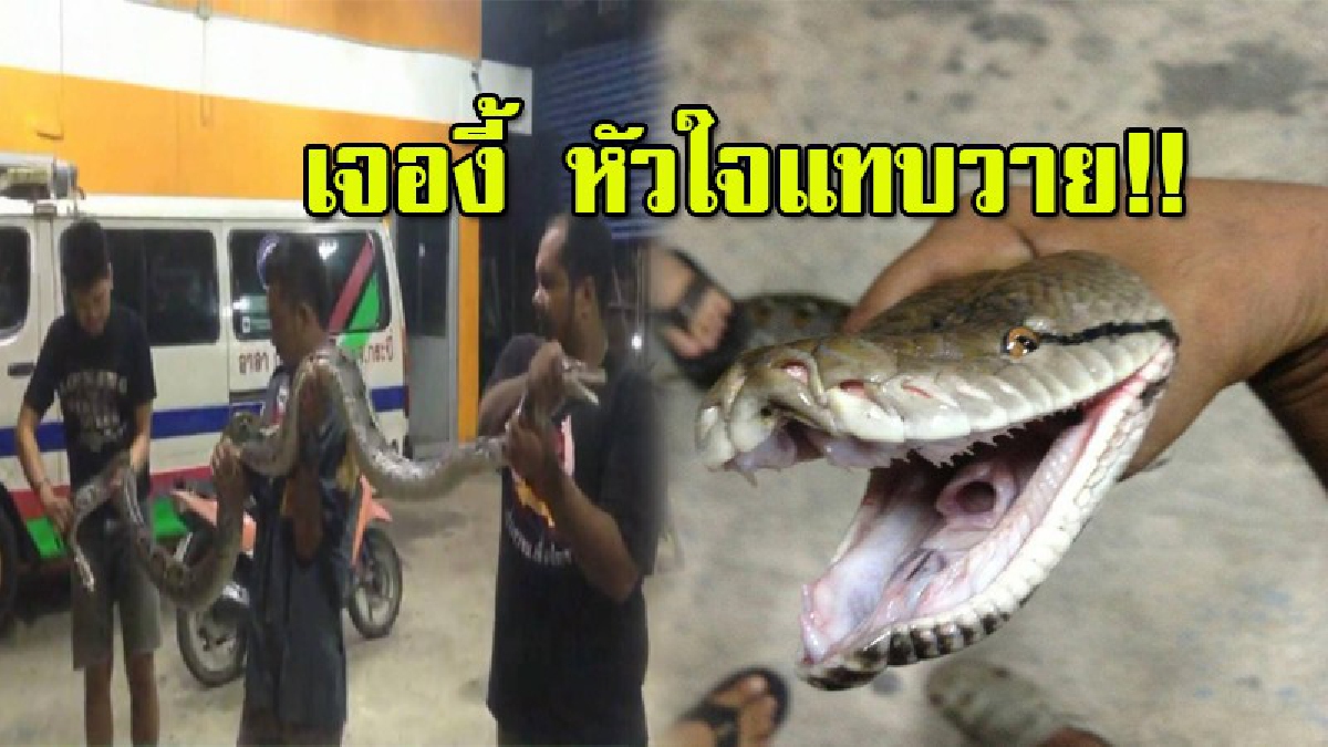 ผู้เฒ่าวัย 72 ลุกไปเข้าห้องน้ำ กลับมาแทบช็อก งูเหลือมยาวกว่า 4 เมตร มุดเข้ามุ้งกลางดึก (มีคลิป)