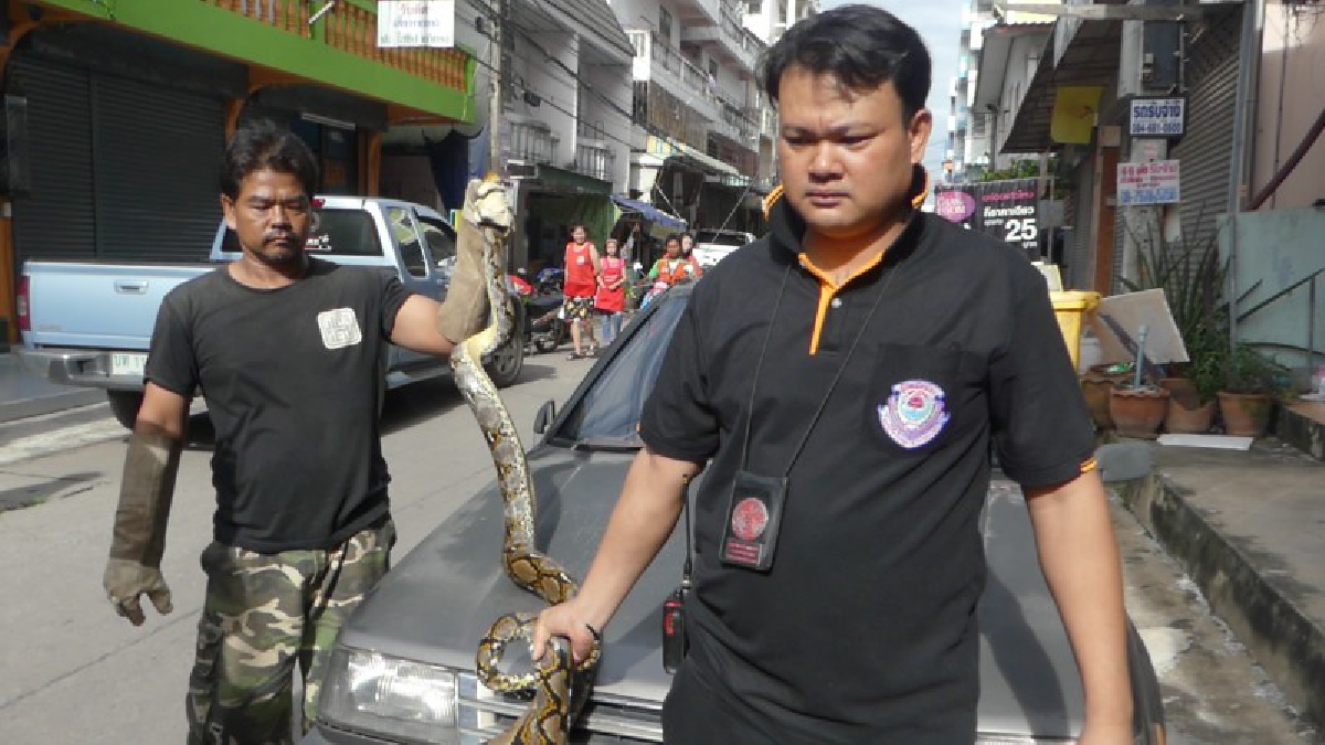 ผวาตาตั้ง!! เจ้าของหอพัก เปิดกระโปรงรถตรวจสภาพก่อนไปทำบุญ ถึงกับผงะสดุ้งโหยง พบงูเหลือมยาว 3 เมตร รีบแจ้งจนท.ช่วยจับด่วน (มีคลิป)