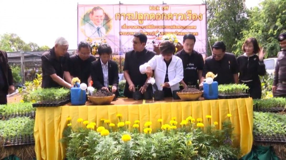 เตรียมพร้อม บานสะพรั่ง!? ผู้ว่านำประชาชนเปิดกิจกรรม "Kick off" ปลูกดาวเรือง ให้เหลืองอร่าม บานสะพรั่งทั่วจังหวัด!? (ชมคลิป)
