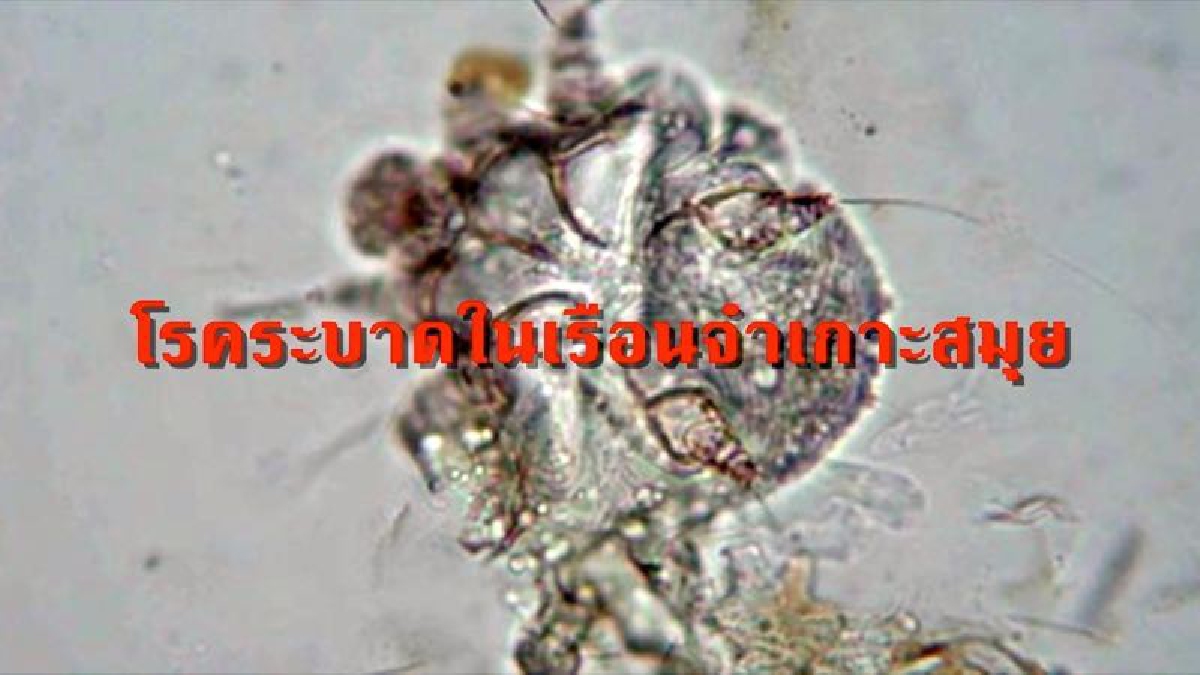 ผวาหนัก!! โรคร้ายระบาดเรือนจำสมุย ผู้ต้องขังป่วยแล้วกว่าร้อยราย แถมไม่มียารักษา (มีคลิป)