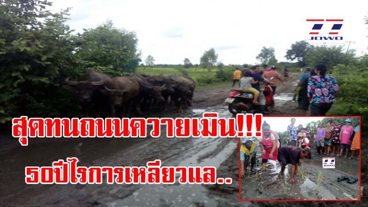 สุดทน!! วอนสื่อช่วย..ถนนควายเมิน ชาวบ้านลงดำนาประชดกลางถนนเป็นหลุม-น้ำขัง เดือดร้อนหนัก ทนมานานกว่า 50 ปี ไร้การเหลียวแล (มีคลิป)