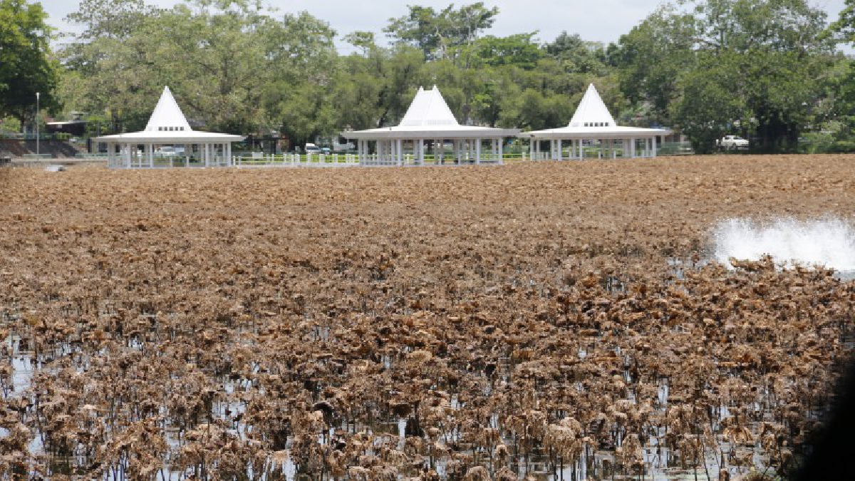 หมดความสวยงาม!! บัวสระสวนสาธารณะกะพังสุรินทร์ แห้ง-เฉาตายกว่า 100 ไร่ พิษสภาพอากาศที่ร้อนจัด (มีคลิป)