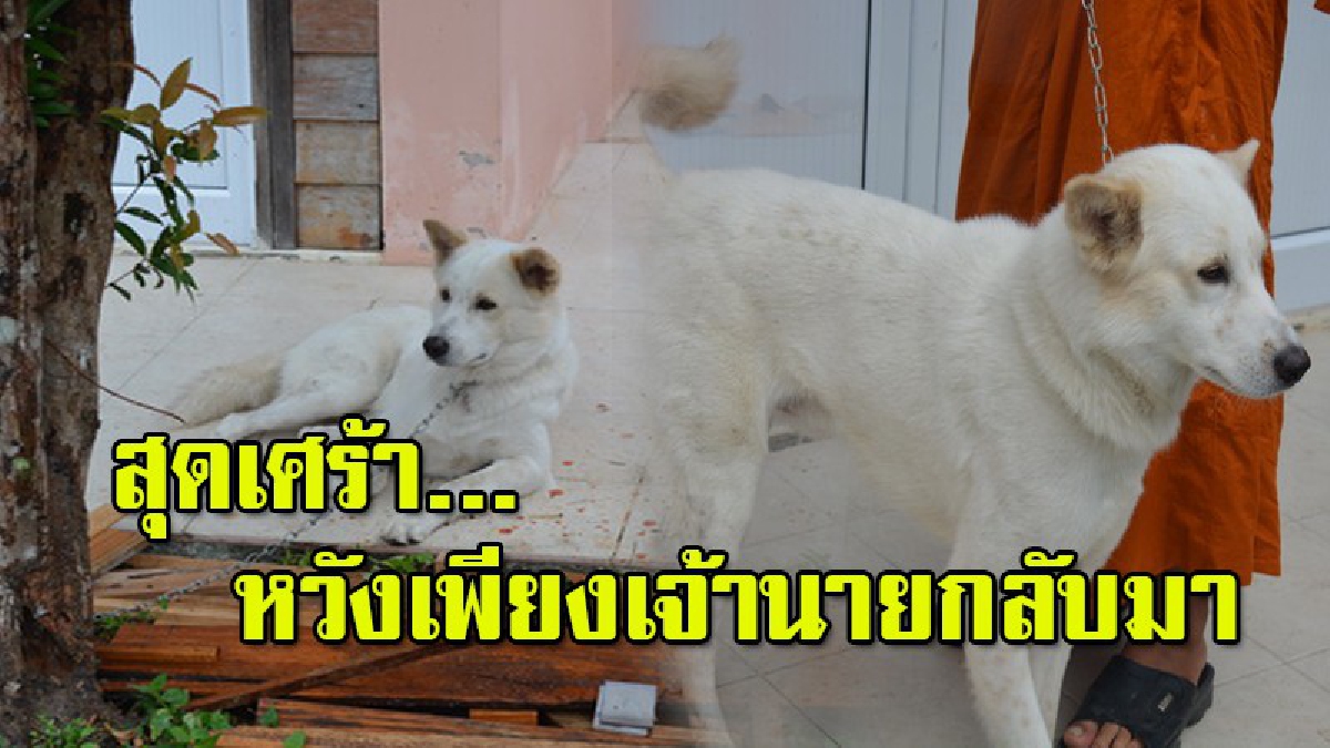 สงสารจับใจ!!"เจ้าบุญทิ้ง" สุนัขพันธุ์ผสมบางแก้ว ที่ถูกเจ้าของนำมาทิ้งที่วัดกลางดึก นั่งเฝ้ามองรถทุกคันที่แล่นผ่าน หวังเจ้านายมารับกลับ