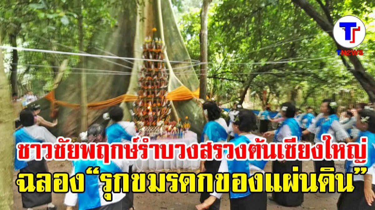 สุดยิ่งใหญ่อลังการ!! ชาวชัยพฤกษ์จัดพิธีรำบวงสรวงต้นเซียงใหญ่ ฉลองรุกข มรดกของแผ่นดิน ใต้ร่มพระบารมี และพิธีบายศรีบวชต้นไม้ใหญ่ (ชมคลิป)