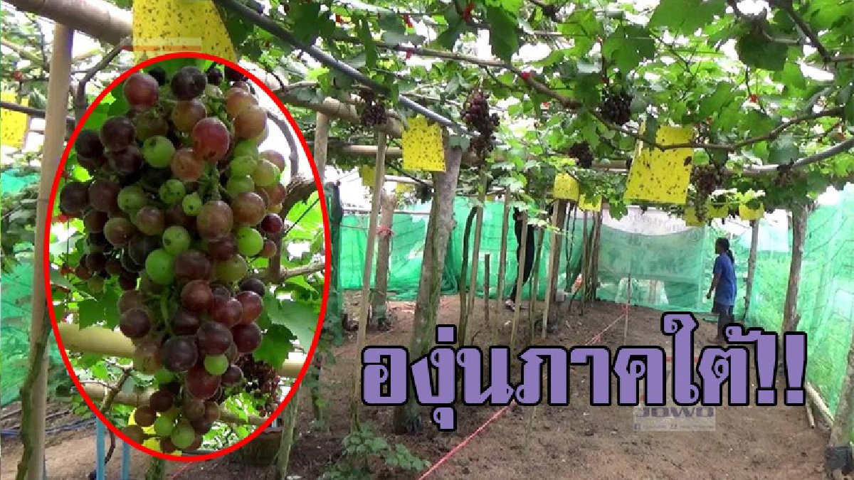 สดจากไร่!? รวมกลุ่มปลูกองุ่นเสริมรายได้ หลังทดลองปลูกองุ่น 6 สายพันธุ์ จนประสบความสำเร็จเป็นแห่งแรกในภาคใต้ นทท.แห่ชมไม่ขาดสาย!? (คลิป)