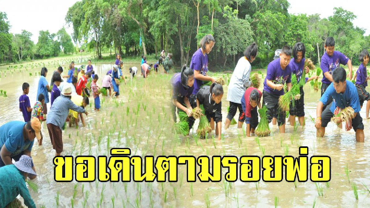 เดินตามรอยพ่อ!! จัดกิจกรรมใช้ศาสตร์พระราชา "ดำนาตามรอยพ่อ ภายใต้ร่มพระบารมี เพื่อการพัฒนาการเกษตรอย่างยั่งยืน" ภายใต้ร่มพระบารมี
