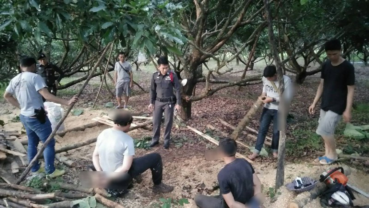 คาหนังคาเขา!!  2 หนุ่มกำลังเลื่อยไม้สัก ถูกทหารรวบคากองไม้ อ้างเฉย ..นายทุนสั่งให้มาตัดขาย (มีคลิป)