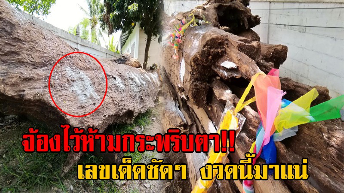 ขยี้ตาร้าว!! ไม้สักอายุกว่า 100 ปี เพิ่งเจอเพียงข้ามคืน ถูกคอหวยโรยทั้งแป้งทั้งของเซ่นไหว้ ถูหาเลขเด็ดกันมือระวิง (มีคลิป)