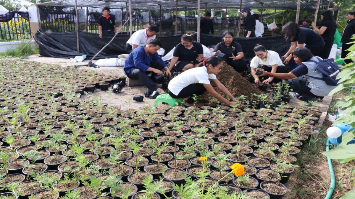 ชัยภูมิ!! เร่งปลูกดาวเรืองให้ทันในพระราชพิธีถวายพระเพลิงพระบรมศพ ร.9 ทั้งภาครัฐและเอกชนให้ความร่วมมือกันเป็นอย่างดี (ชมคลิป)