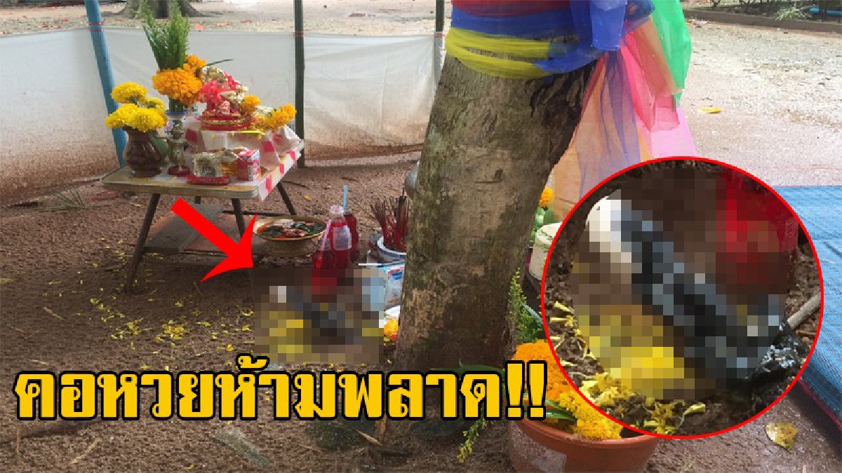 ฮือฮากันทั้งบาง!! สุดอัศจรรย์ พบ "หินงอก" โผล่ใต้โคนต้นไม้สูง 15 ซม. รูปร่างคล้าย "เจ้าแม่กวนอิม" งานนี้คอหวยไม่พลาด แห่ขอเลขเด็ดเพียบ!?