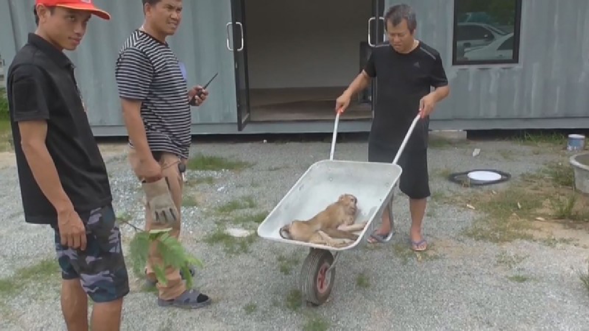 สุดเวทนา!! ชาวบ้านเร่งช่วยลิงถูกสุนัขรุมกัด อาการสาหัส นอนหายใจรวยริน รีบนำส่งโรงพยาบาลยื้อชีวิต (มีคลิป)