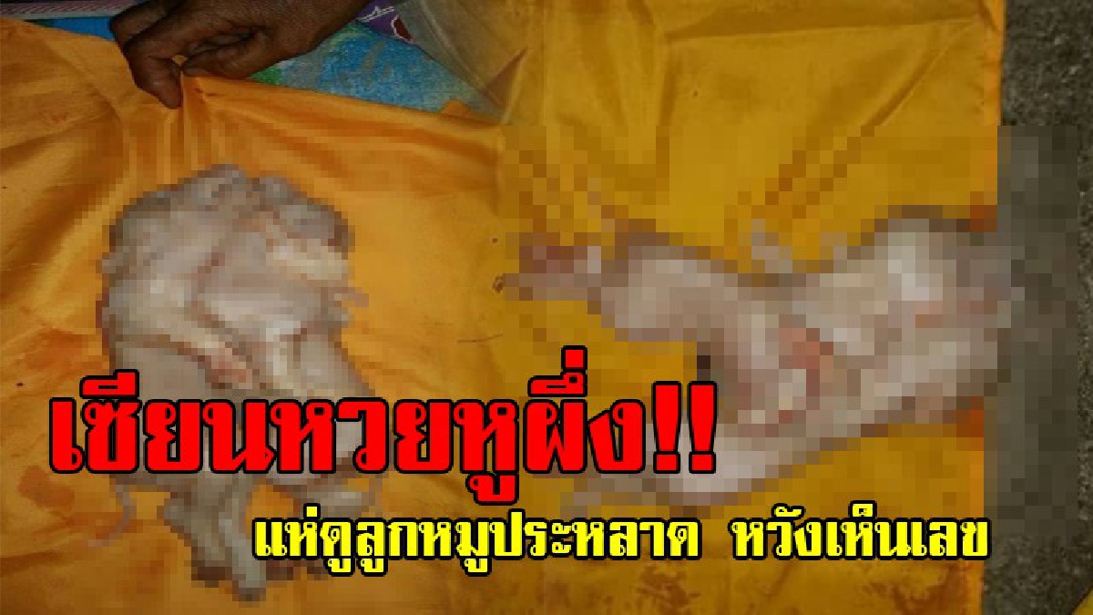 จ้องกันให้ตาแตก!? สุดประหลาด พบหมูคลอดลูกออกมาเป็น "ฝาแฝด" เชื่อเกิดมาเพื่อให้โชค ชาวบ้านสุดอึ้ง แห่ดู หวังเห็นเลขเด็ดนำโชค!?