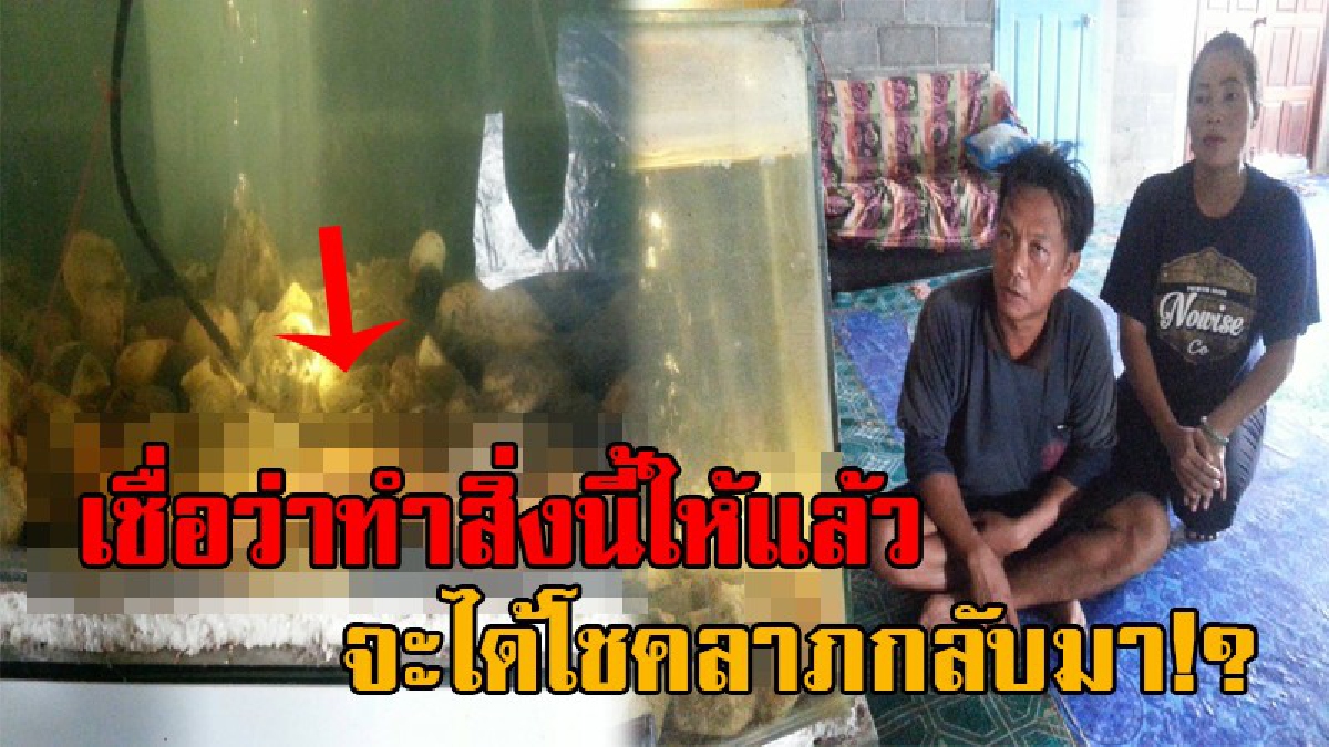 ขนลุกซู่!!ชาวบ้านพบ สัตว์ชนิดหนึ่งในสระน้ำเก่าแก่ จึงจับมาเลี้ยงไว้ ตกกลางคืนฝันเห็นคนแก่ใส่ชุดโบราณ บอกจะให้โชคลาภกับลูกหลาน ถ้าทำสิ่งนี้!?