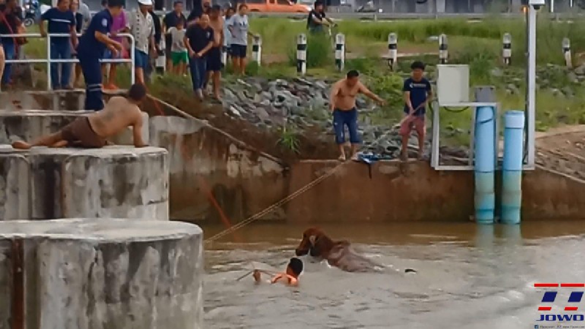 นาทีระทึก!! เจ้าหน้าที่กู้ภัยฯ รีบช่วยเหลือวัวเพศเมีย หลังพลัดตกลงไปในคลอง โชคดีเจ้าหน้าที่กู้ภัยฯ และชาวบ้านช่วยเหลือได้ทัน (มีคลิป)