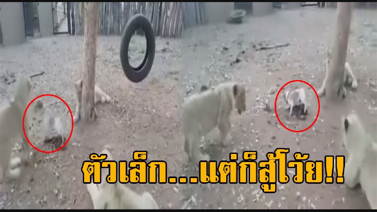 ของข้าใครอย่าแตะ!! ชาวโซเชียลแชร์สนั่น คลิปเจ้าตูบตัวจ้อย สุดใจกล้า หวงเหยื่อ กระโจนไล่กัดลูกสิงโตอีก 3 ตัว จนต้องวิ่งหนีกระเจิง!?