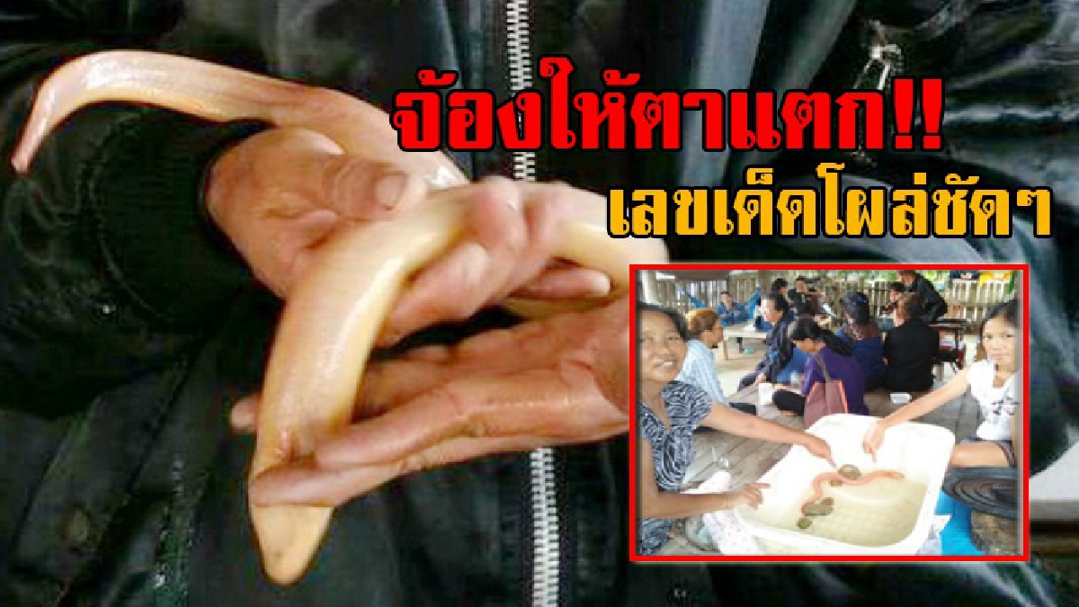 ฮือฮาทั้งหมู่บ้าน!? ชาวบ้านแห่มุงดู “ปลาไหลมงคล” ว่ายน้ำให้เลขเด็ด เห็นชัดๆเต็ม 2 ตา เชื่อมาให้โชคลั่นงวดนี้มาแน่ โร่กวาดลอตเตอรี่เกลี้ยงแผง