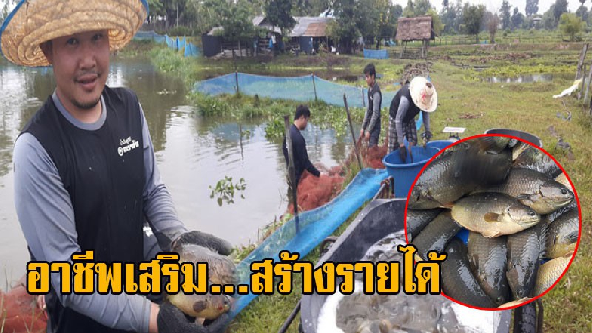 เยาวชนคนรุ่นใหม่!! รวมกลุ่มกันเลี้ยง "ปลาหมอเทศ" แบบธรรมชาติ ในบ่อดิน 4 เดือน จับขายกิโลกรัมละ 100 บาท สร้างรายได้เสริมอย่างงดงาม