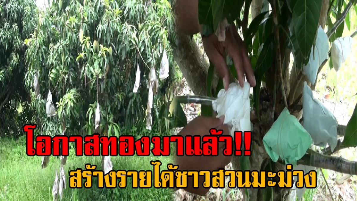 ความคิดบรรเจิด!! เกษตรกร เตรียมปรับเปลี่ยนพื้นที่การเกษตร สอนทาบกิ่งมะม่วงพันธุ์พื้นเมือง เป็นน้ำดอกไม้ ช่วยสร้างรายได้อย่างงาม (มีคลิป)