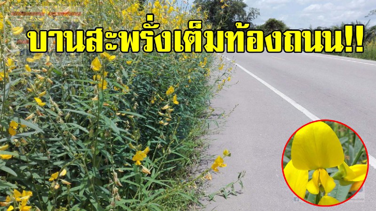 บานสะพรั่ง!! ทุ่งดอกปอเทืองเหลืองบานอร่าม เต็มสองข้างถนน สร้างความสวยงามให้กับหมู่บ้าน ถือเป็นแลนด์มาร์กแห่งใหม่ใน จ.ตรัง (ชมคลิป)