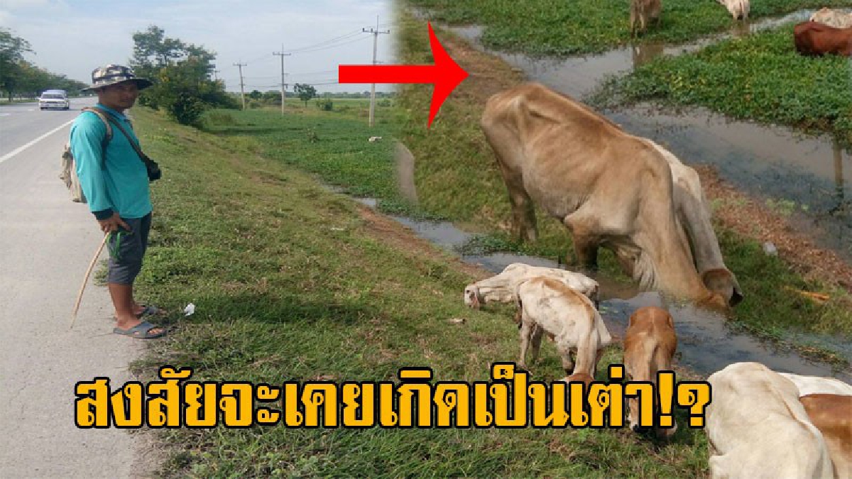 สุดแปลก!! ฝูงวัวจำนวนกว่า 31 ตัว ลอยคออยู่ในคลองน้ำ เจ้าของสุดงง ไม่คิดว่าพวกมันจะทำสิ่งนี้ เชื่อสงสัยชาติที่แล้วเกิดเป็นเต่า!? (มีคลิป)