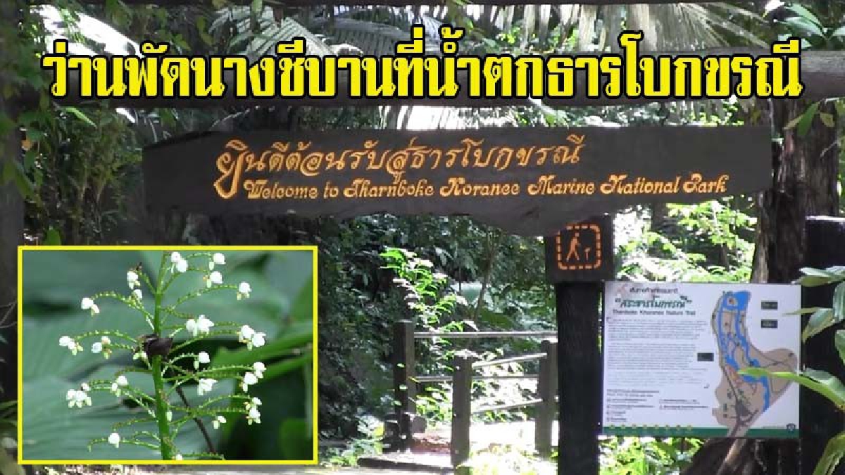 สุดละลานตา!! ว่านพัดนางชี หรือ มือพระนารายณ์ พันธุ์ไม้เก่าแก่ ออกดอกเบ่งบาน ชูช่อสีขาวอวบ ให้นักท่องเที่ยวที่น้ำตกธารโบกขรณีได้ชม (มีคลิป)