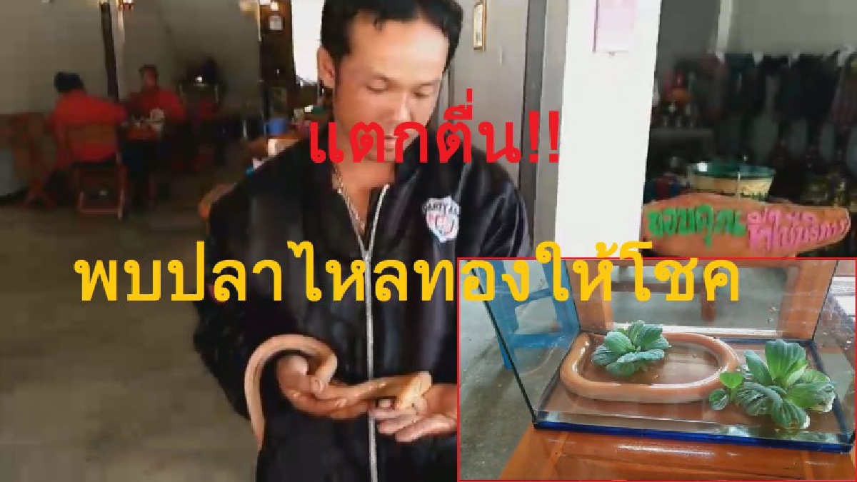 สุดฮือฮา!!! ปลาไหลประหลาด ผู้เฒ่าผู้แก่เผยเลี้ยงไว้จะให้โชค ชาวบ้านแห่พากันตีเลขเด็ด หลังปลาไหลขดตัวไปมาเป็นตัวเลข (ชมคลิป)