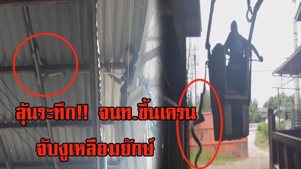 ลุ้นระทึก!! วินาที จนท.ขึ้นเครน จับงูเหลือมยักษ์ บนหลังคาในร้านรับซื้อของเก่า ( ชมคลิป )
